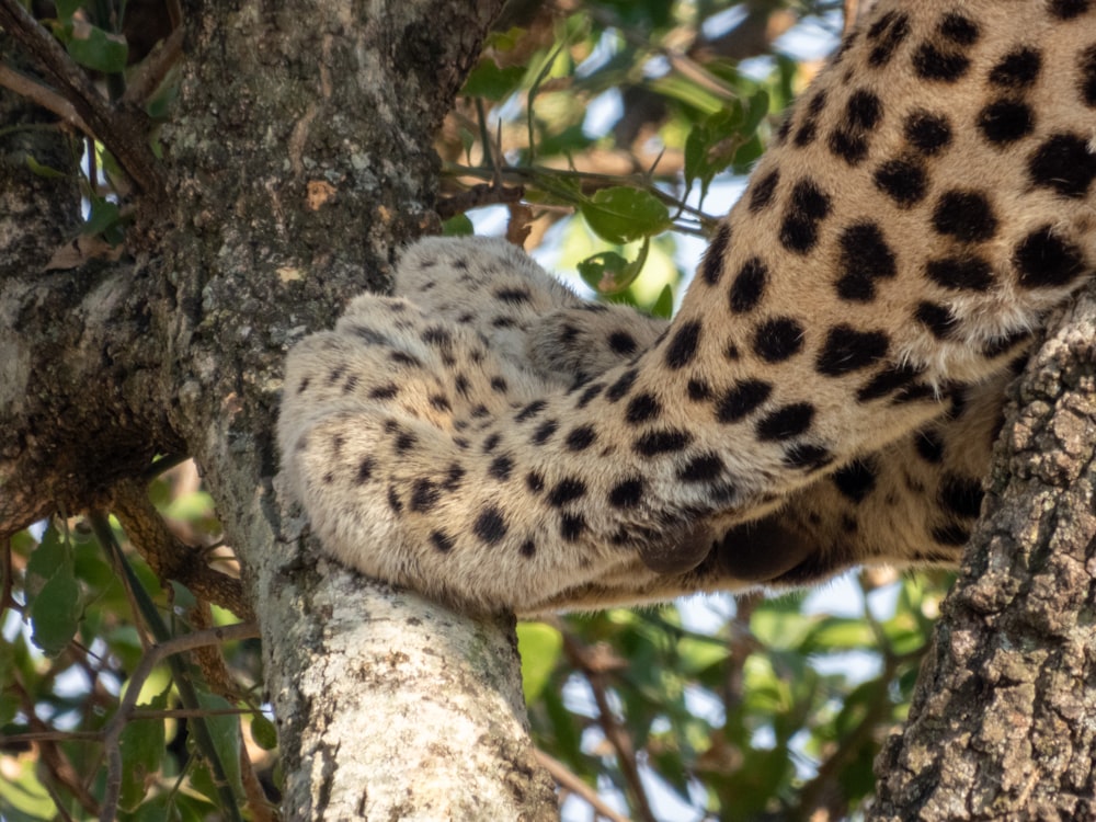 a close up of a cheetah on a tree branch