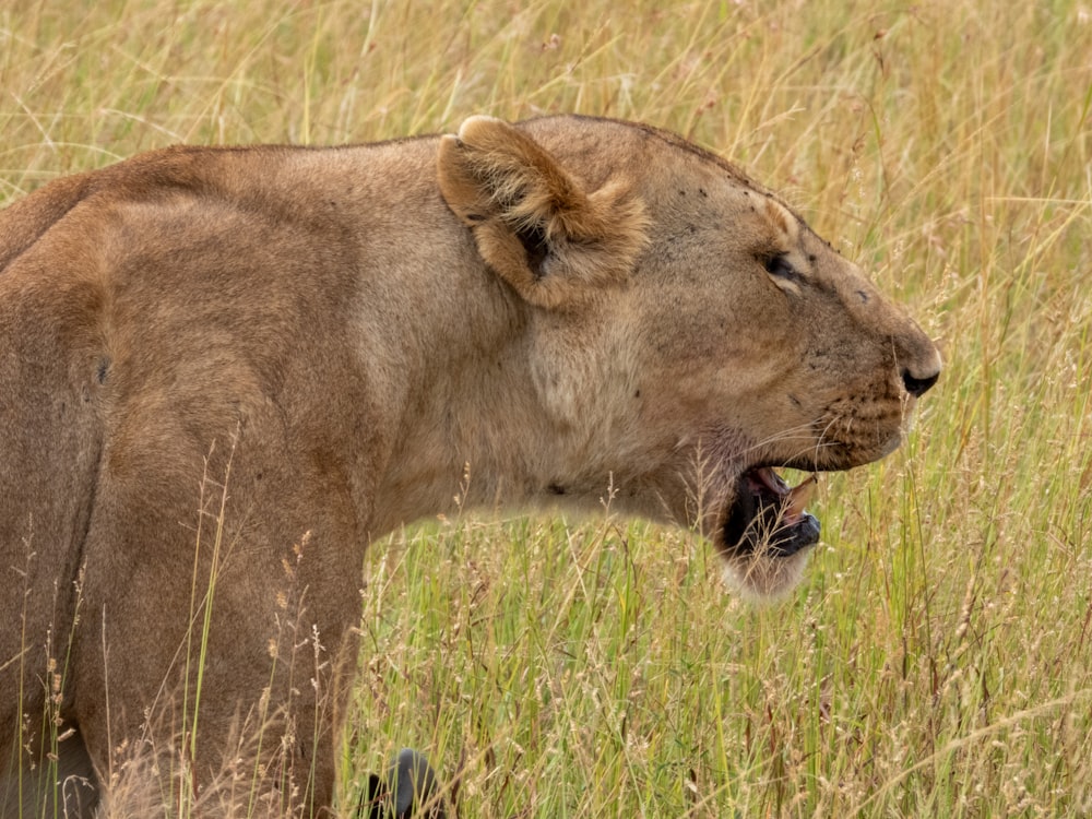 a lion in a grassy field with its mouth open