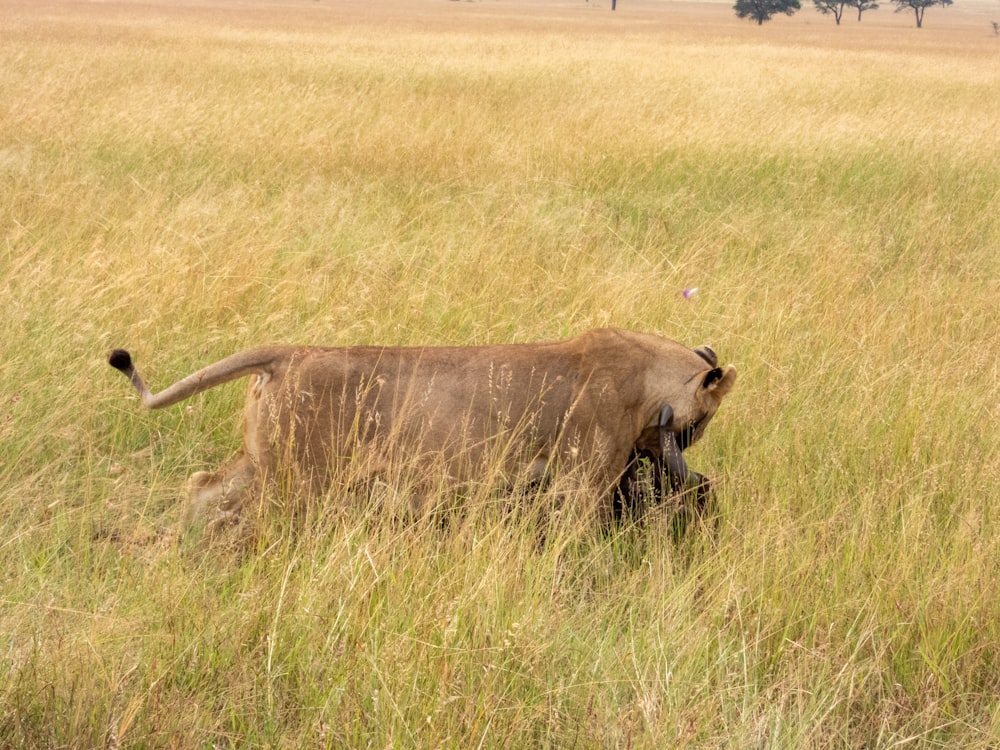 a lion walking through tall grass in a field