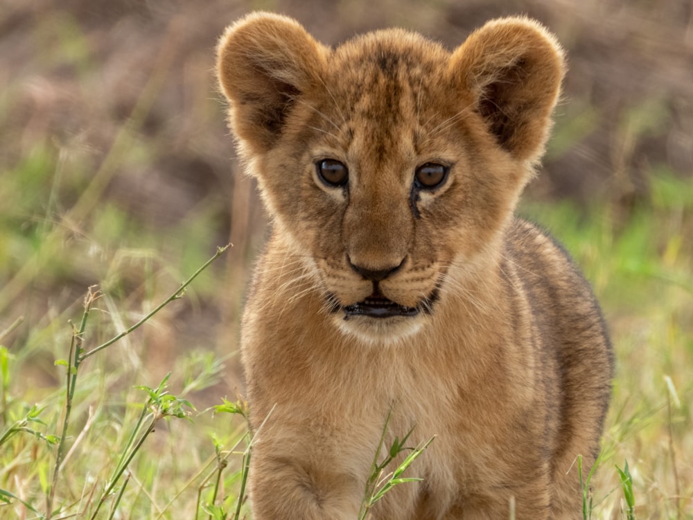 a young lion cub standing in a grassy field