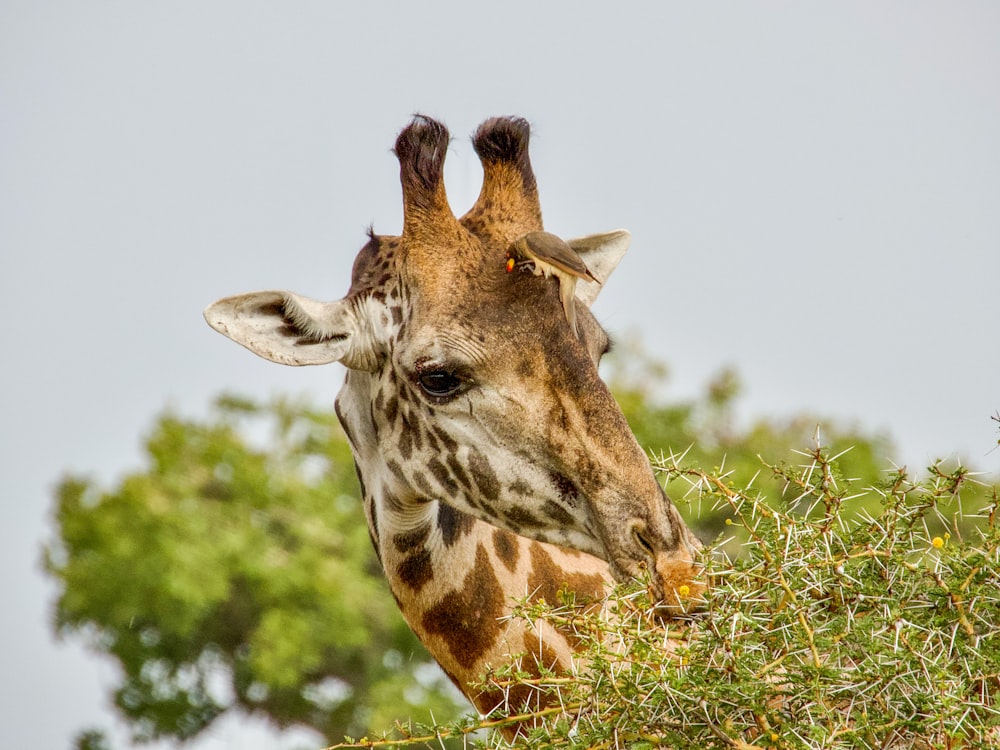 a giraffe eating leaves from a tree