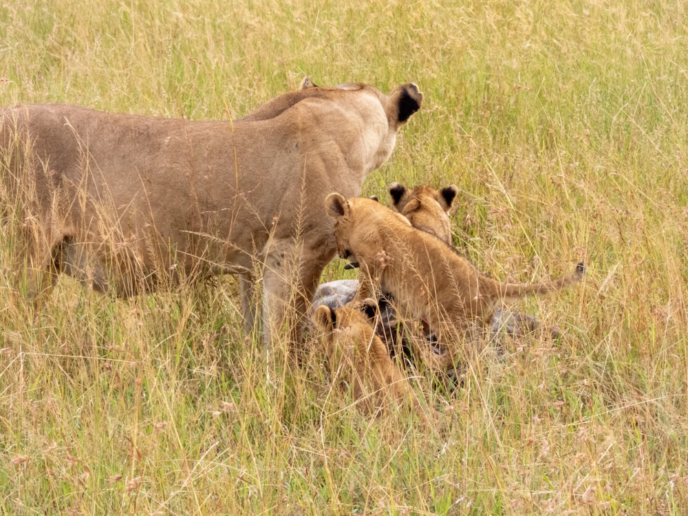 a group of lions in a field of tall grass