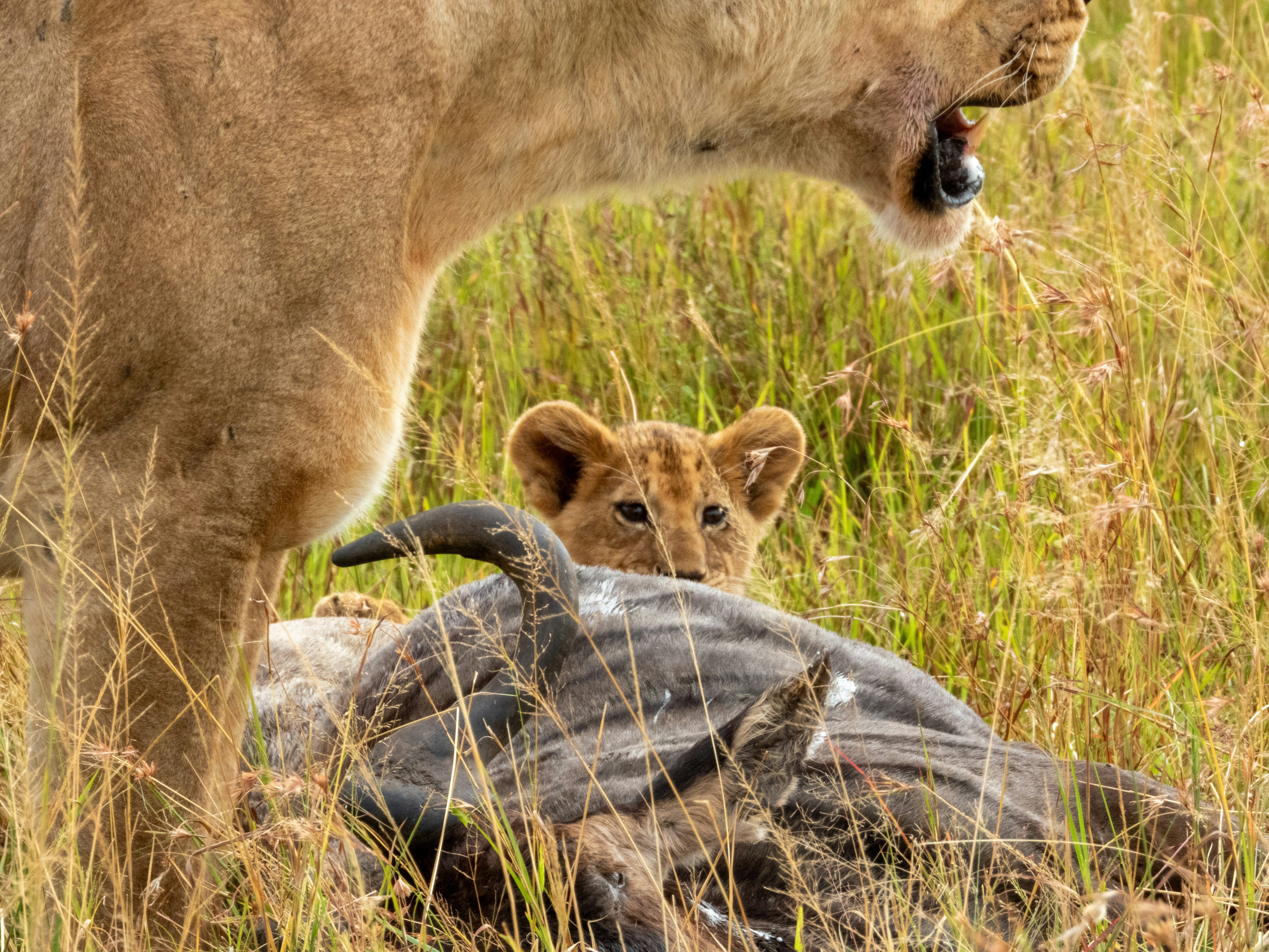 a lion standing next to a dead animal in a field