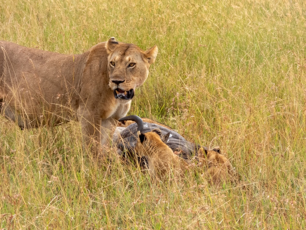 a lion standing next to a dead animal in a field