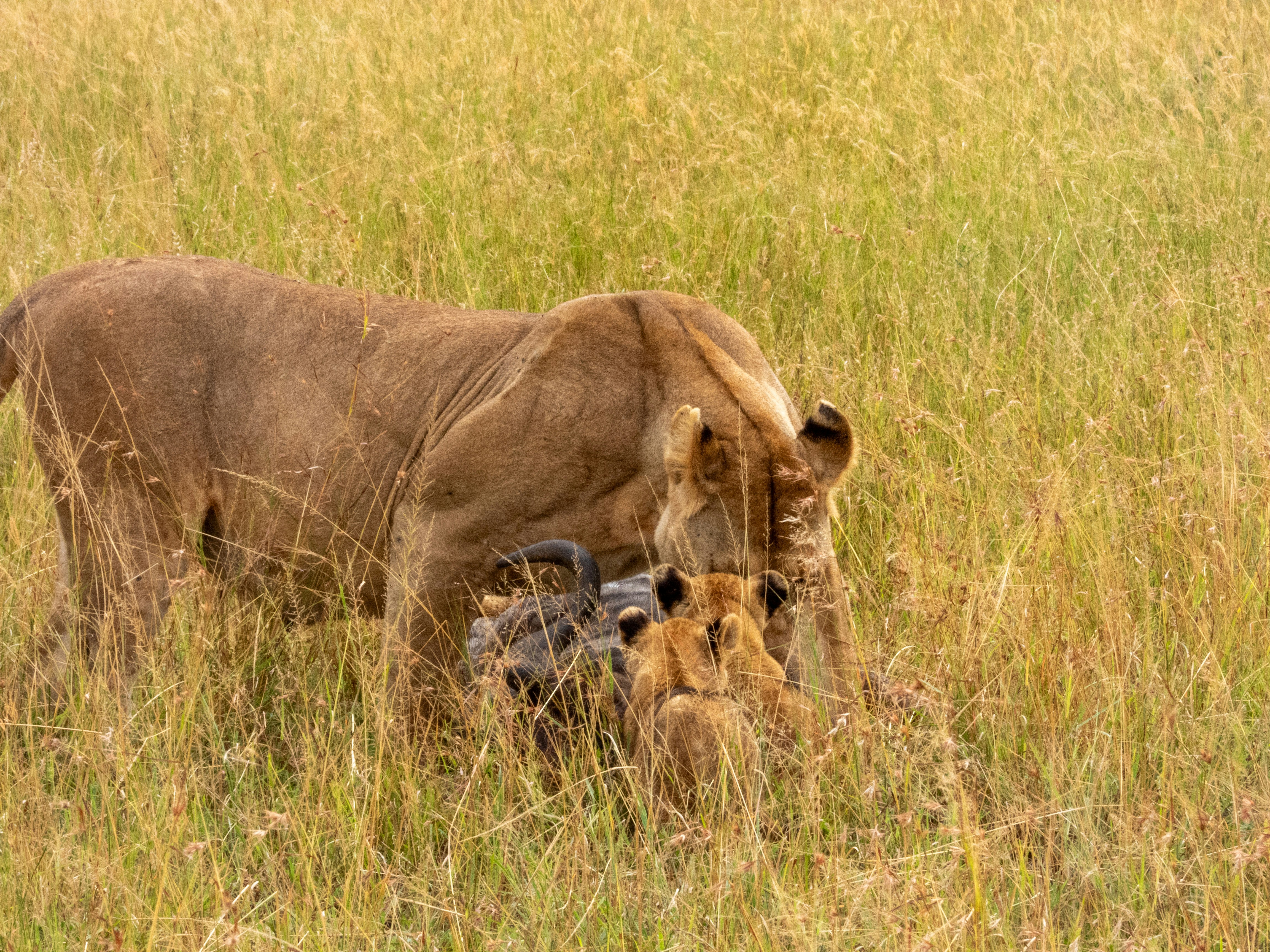 a large animal standing next to a baby animal in a field
