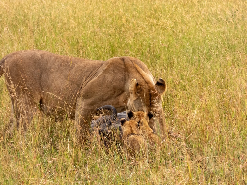 a large animal standing next to a baby animal in a field