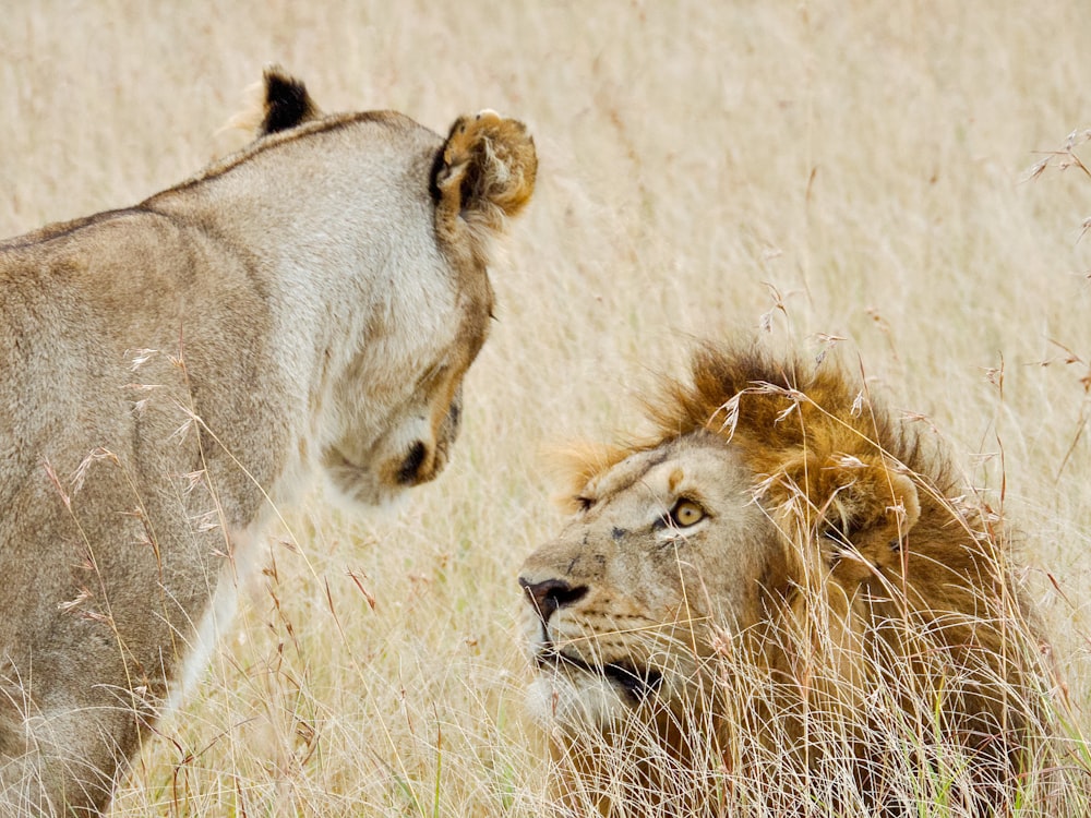 a lion and a lioness in a field of tall grass