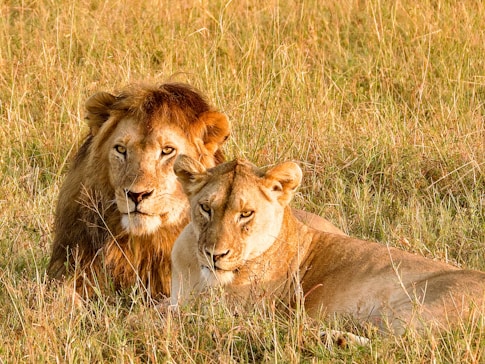 a couple of lions laying on top of a grass covered field