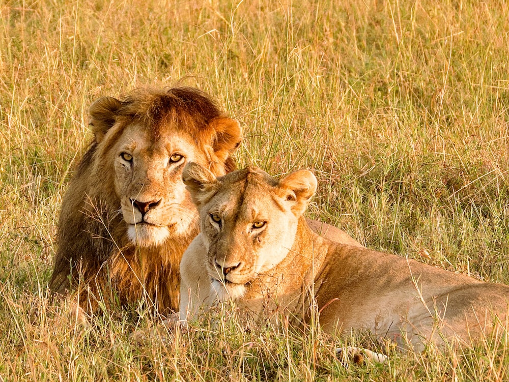 a couple of lions laying on top of a grass covered field