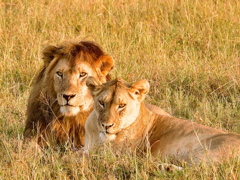 Leones en la sabana del Serengeti