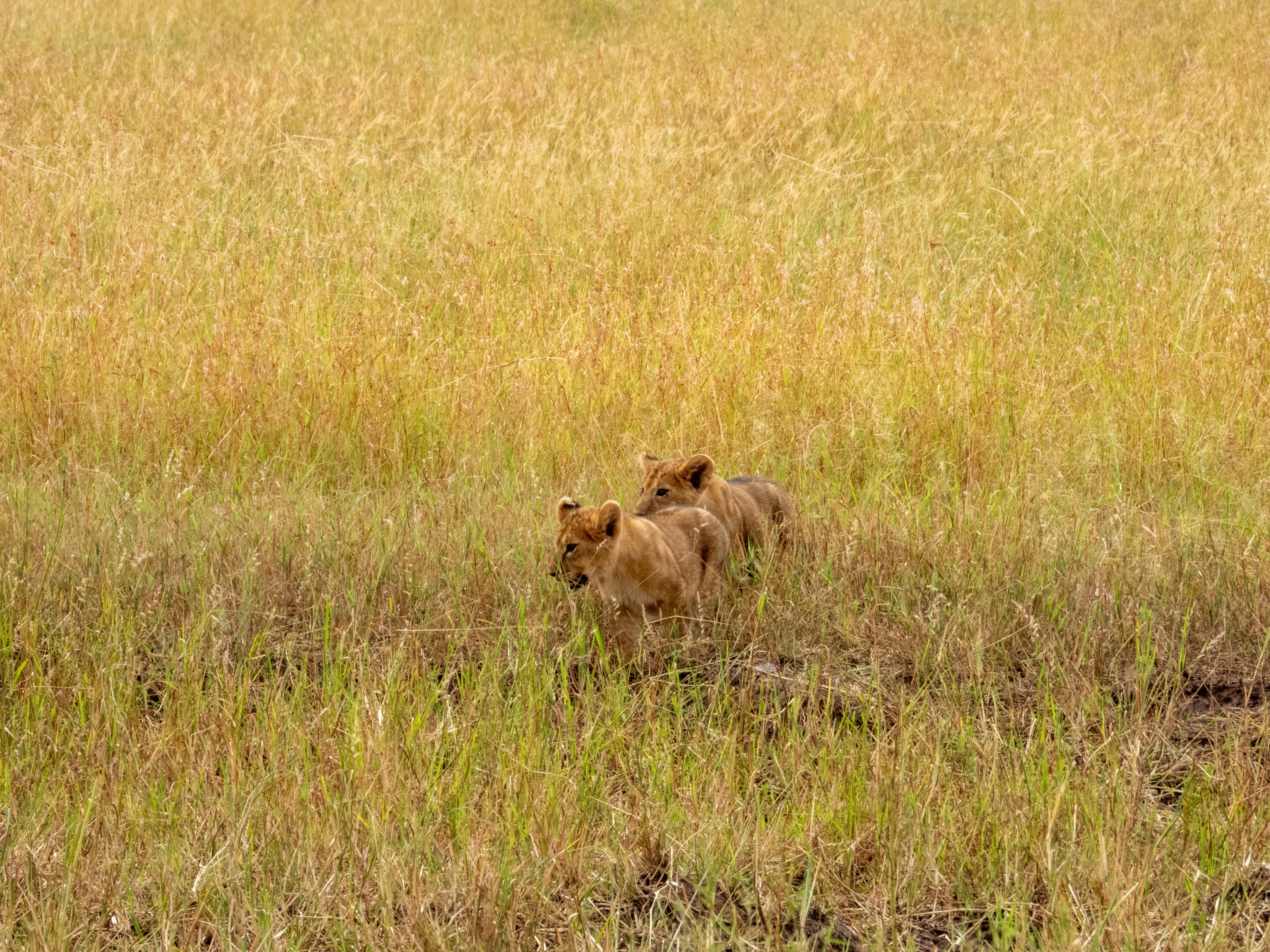 a couple of lions walking across a grass covered field