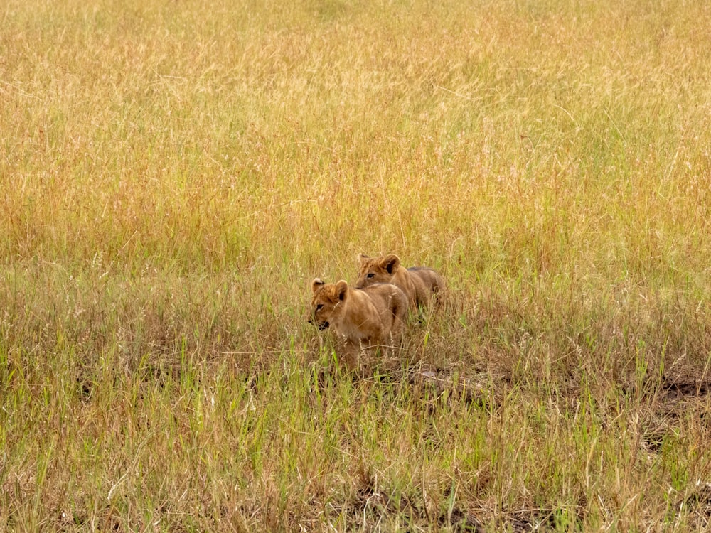 a couple of lions walking across a grass covered field