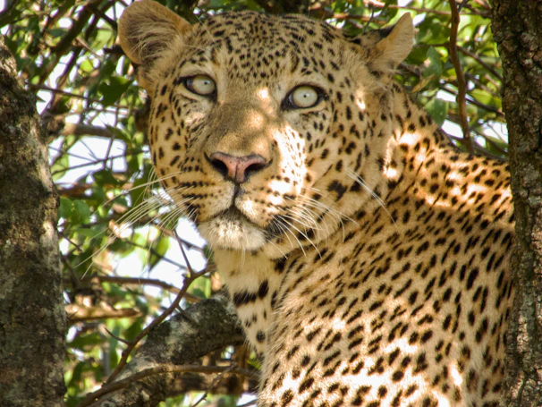 A stealthy leopard resting on a tree limb, eyes focused and alert.