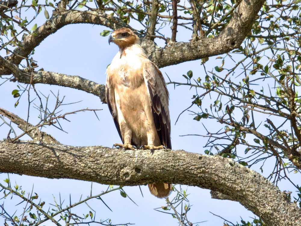 a large bird perched on a tree branch