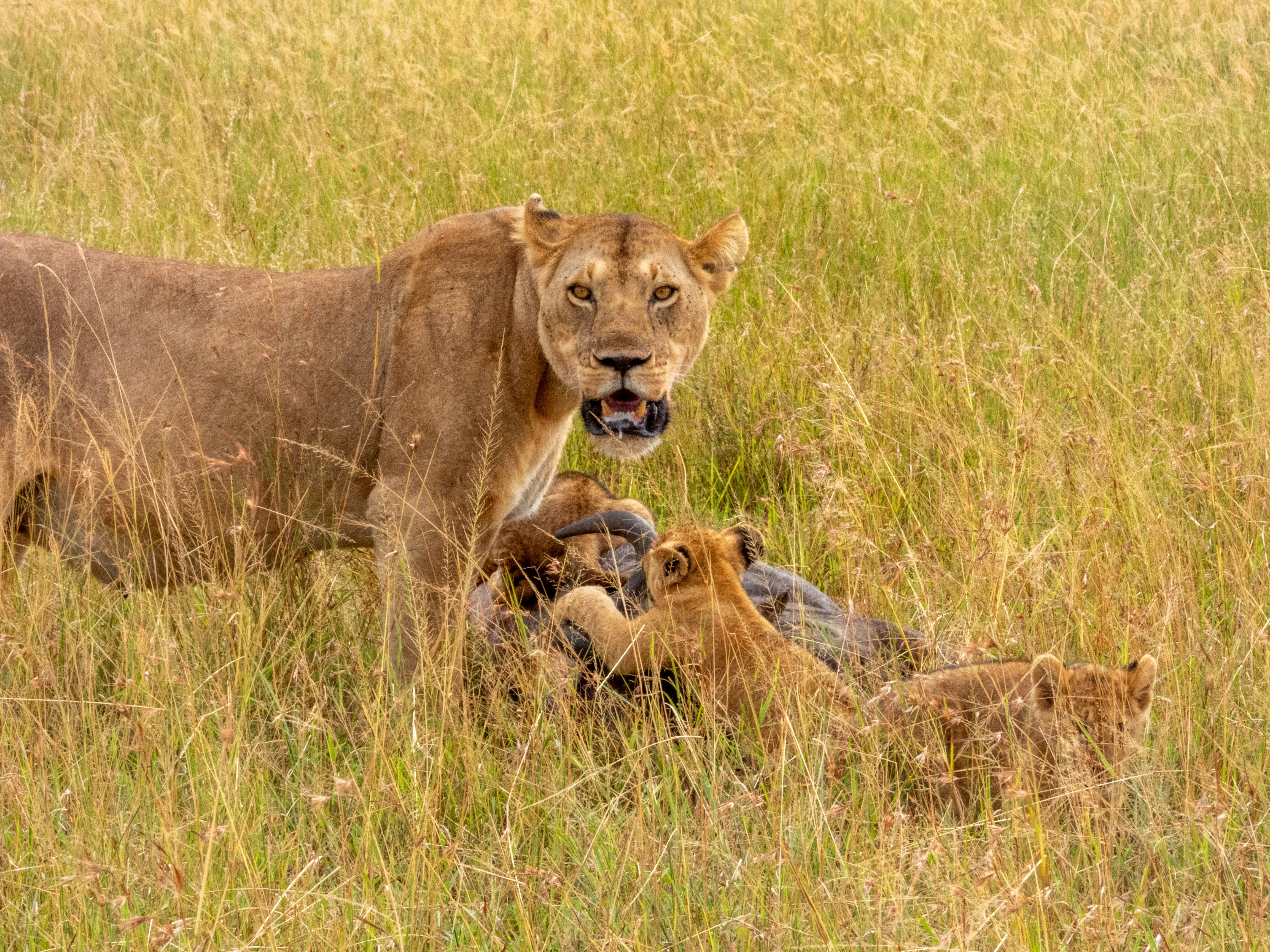 Sharing Scarce Meals: Going Hungry So Cubs Can Eat (image credits: unsplash)