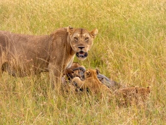 Young lion cubs playing energetically under the watchful eye of their mother.