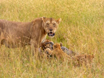 A lioness watching over her playful cubs in a lush green habitat.