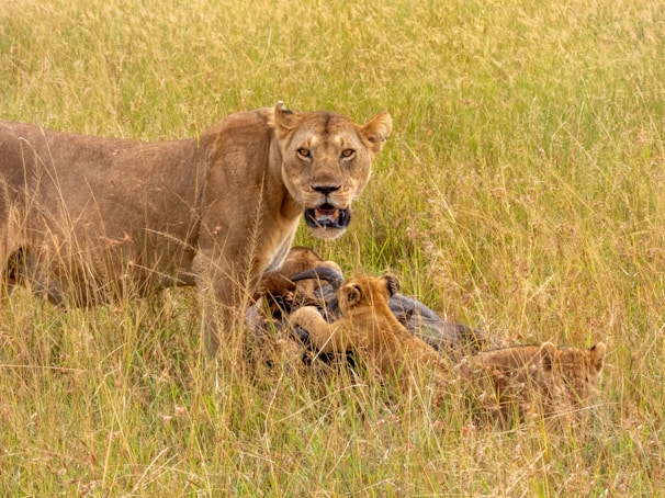 Young lion cubs playing energetically under the watchful eye of their mother.