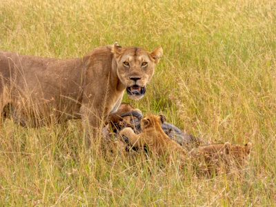A lioness watching over her playful cubs in a lush green habitat.