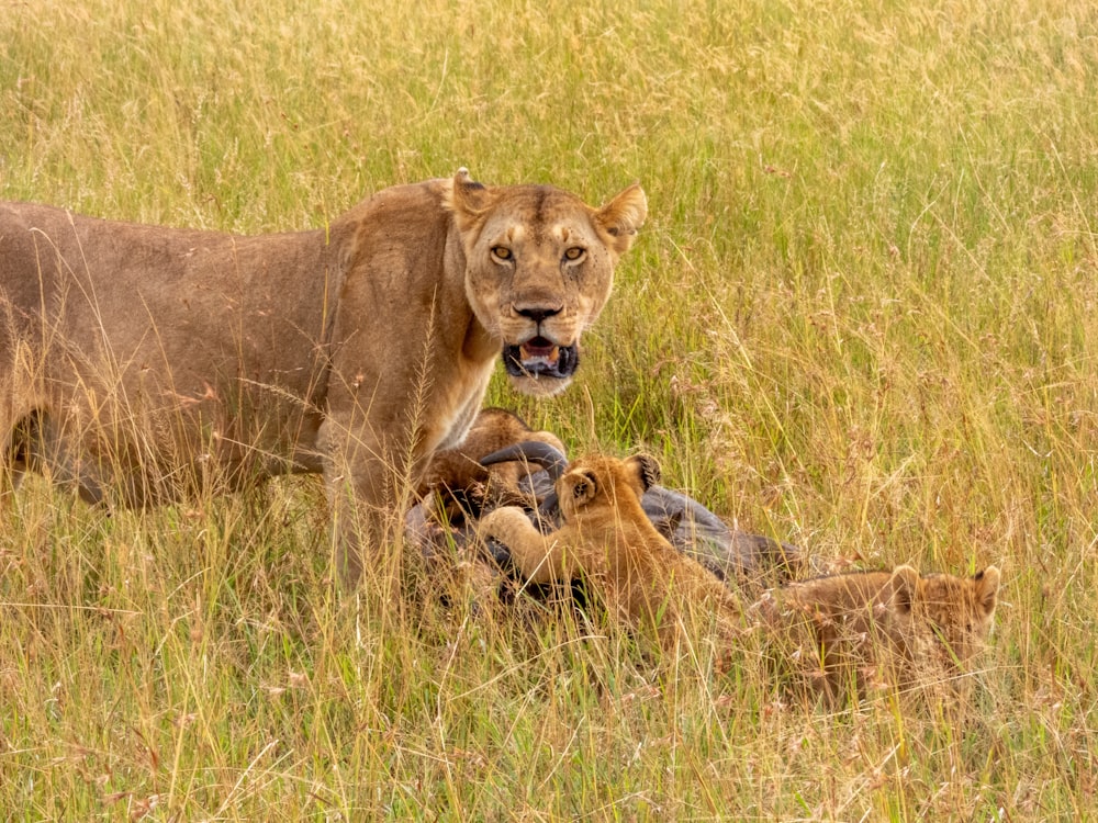 a lion is standing in the tall grass