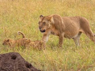 a lion and two cubs in a grassy field