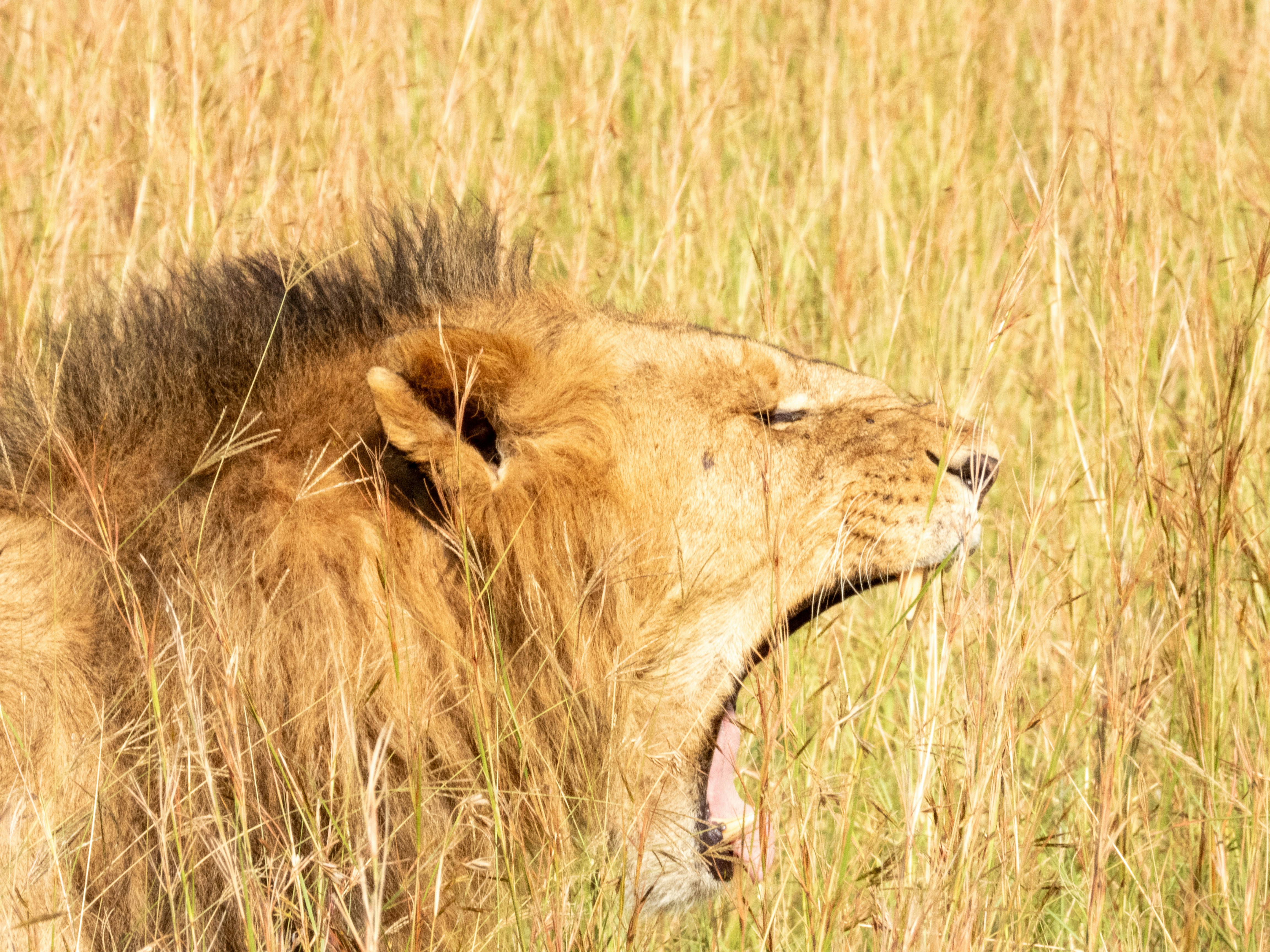 a lion yawns in a field of tall grass