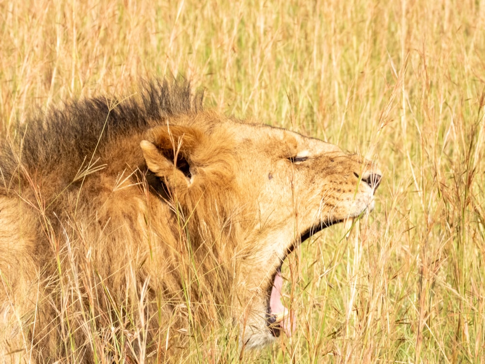 Un lion bâille dans un champ d’herbes hautes