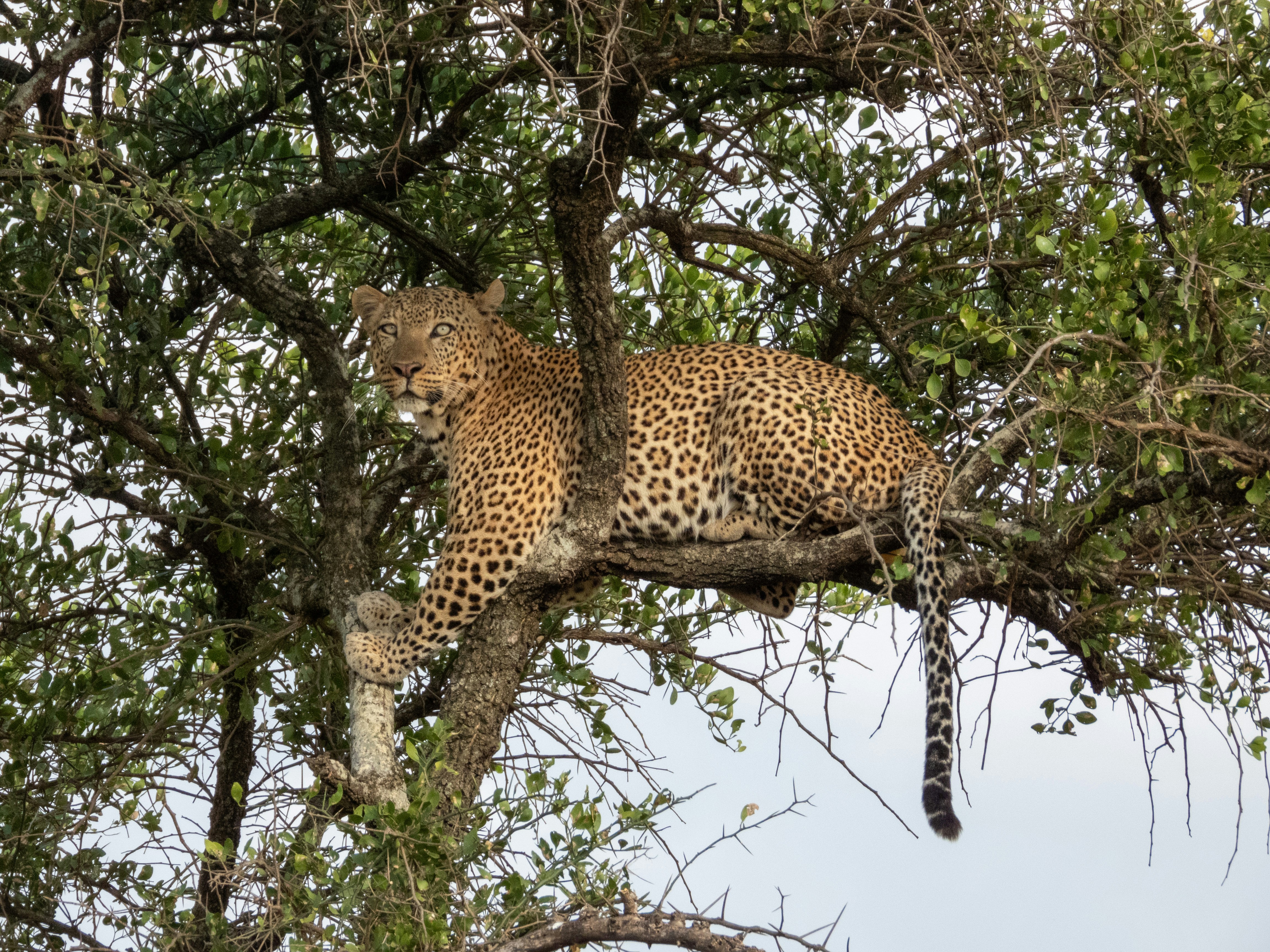 Tanzanie : Safari, Kilimandjaro & Zanzibar avec TR Voyages