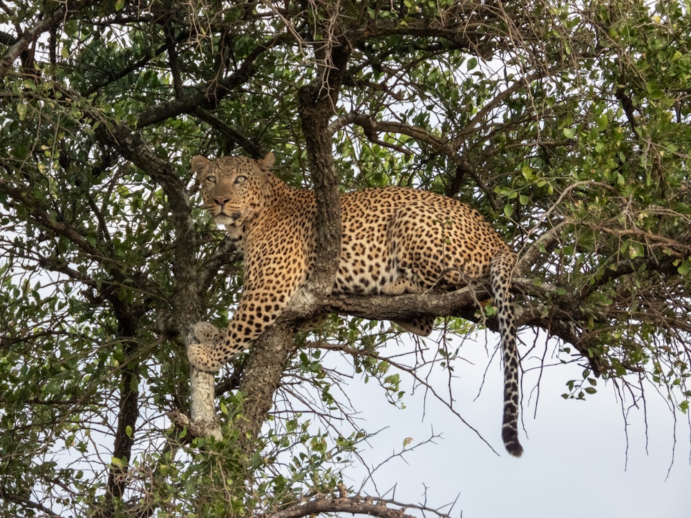 a leopard is sitting in a tree looking at the camera