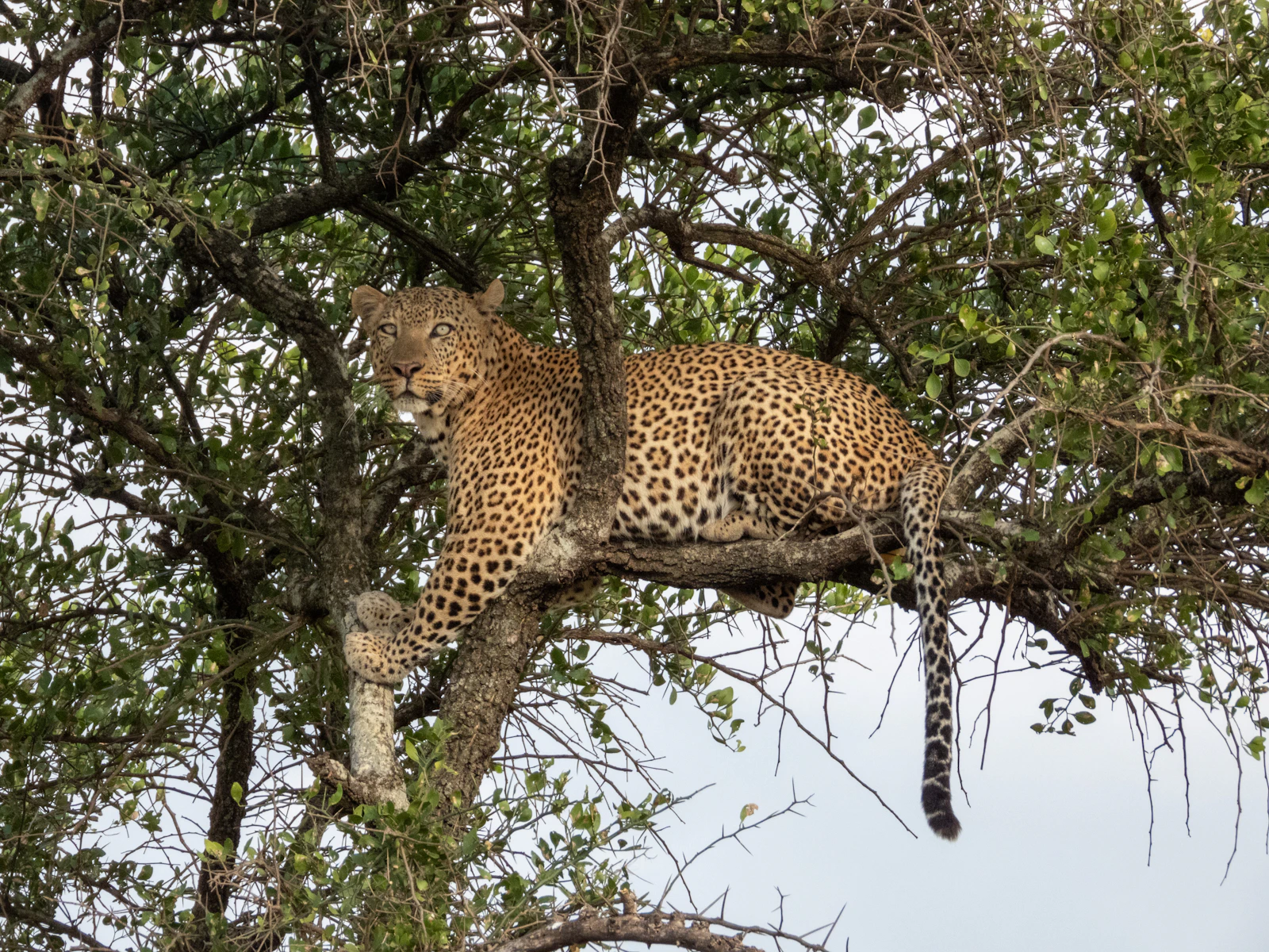 Leopard in a Serengeti tree, Tanzania