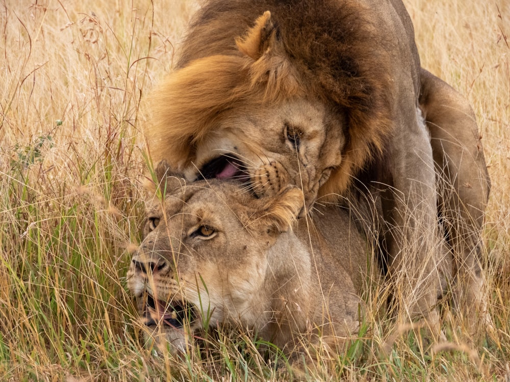 a couple of lions laying on top of a grass covered field