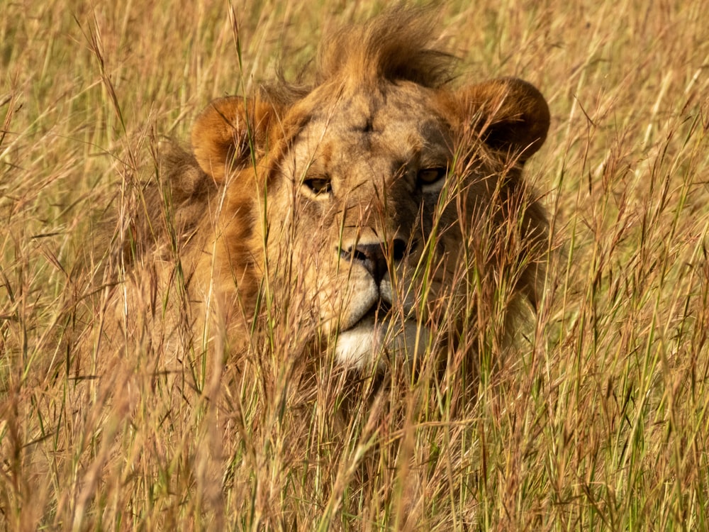 a close up of a lion in a field of tall grass