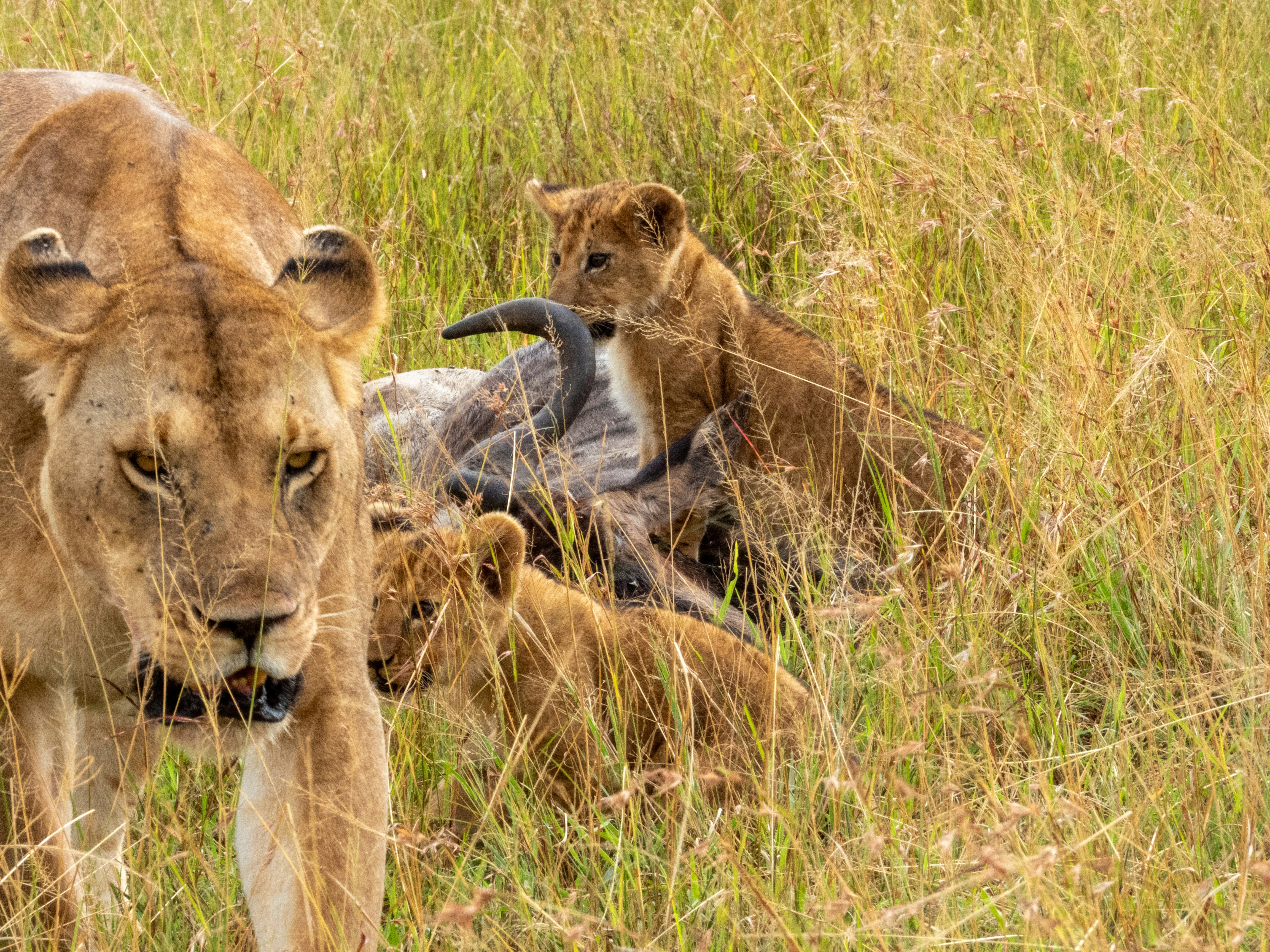 a couple of lions standing next to each other in a field, 
