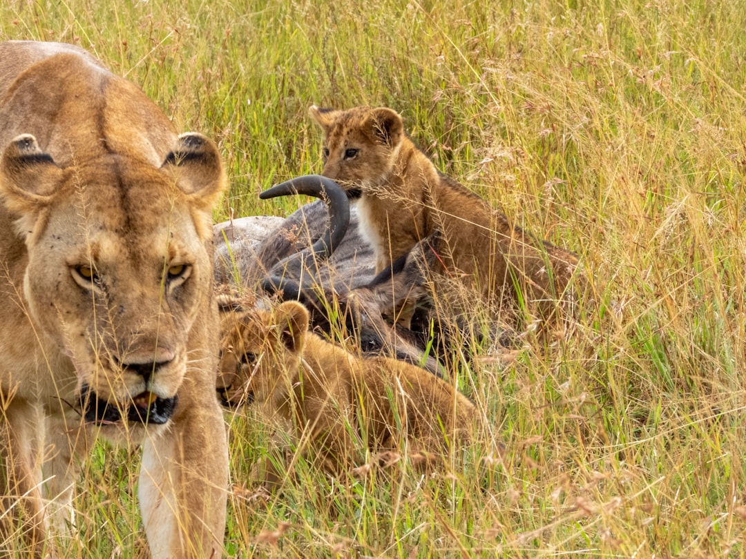 a couple of lions standing next to each other in a field,