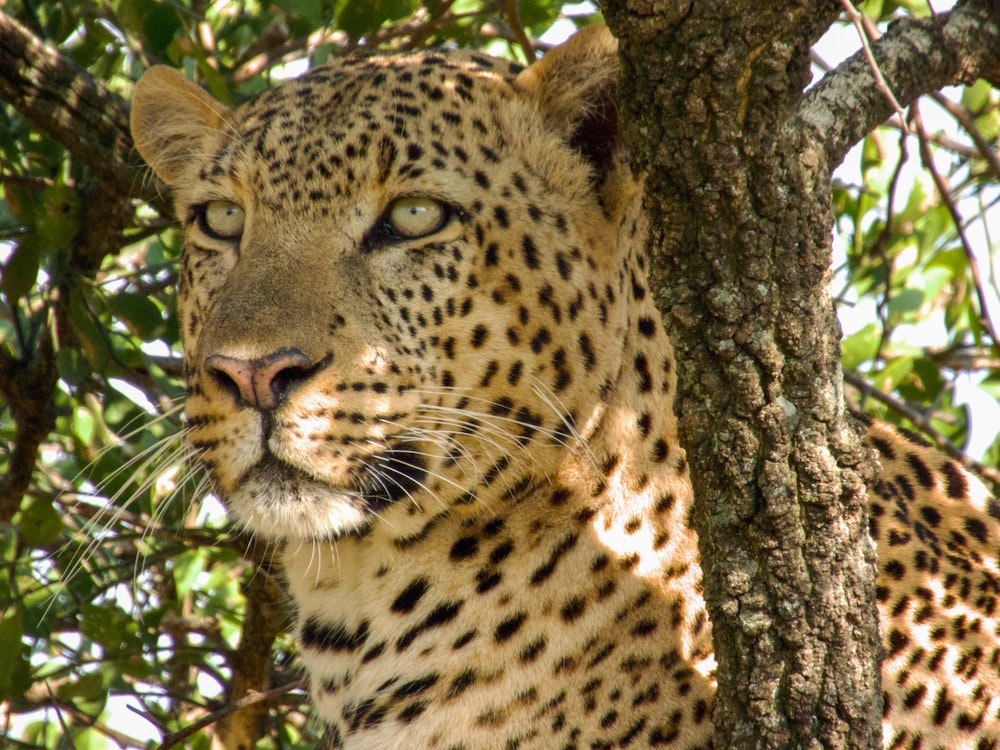 a close up of a leopard in a tree