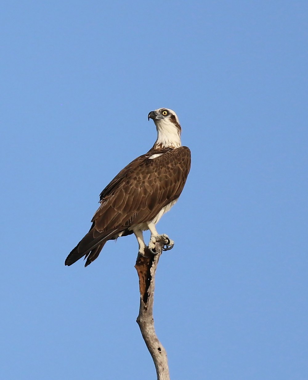 a large bird perched on top of a tree branch