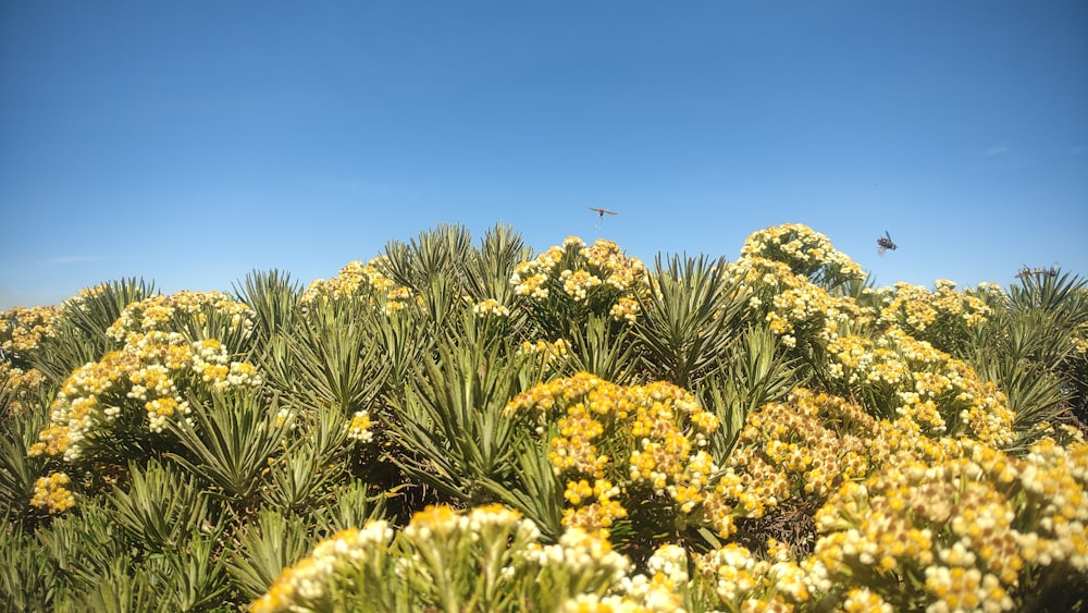 a field full of yellow flowers under a blue sky