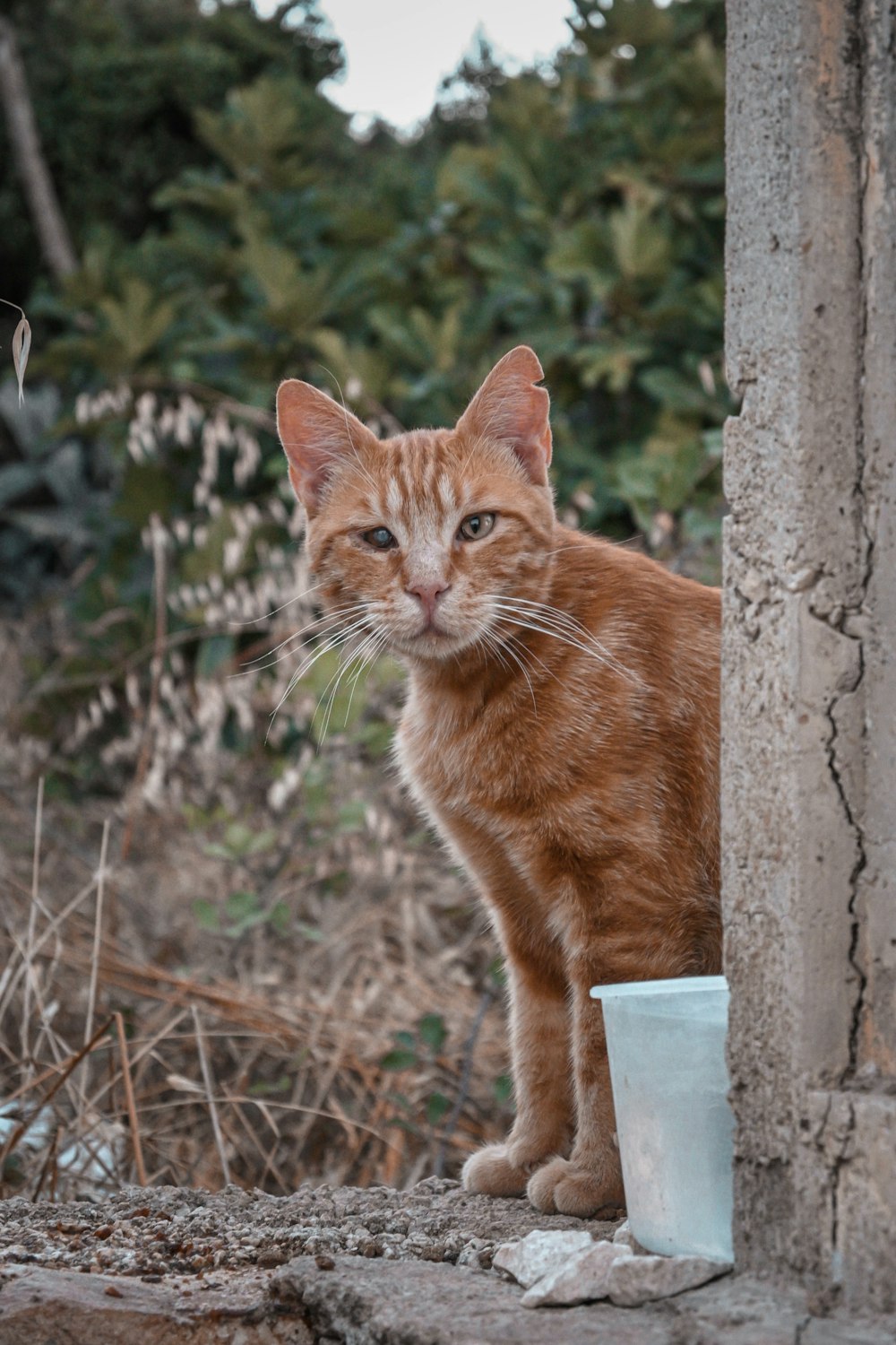 eine orangefarbene Katze, die neben einer Tasse steht