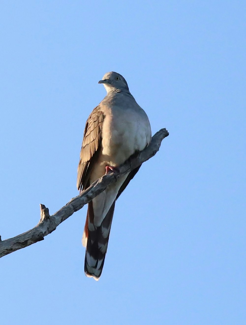 a bird sitting on a branch of a tree