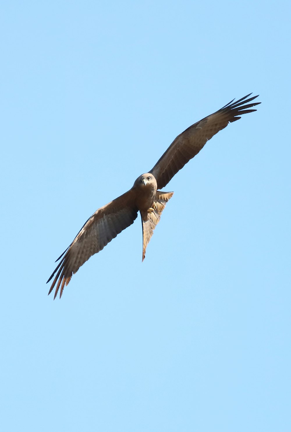 a large bird flying through a blue sky