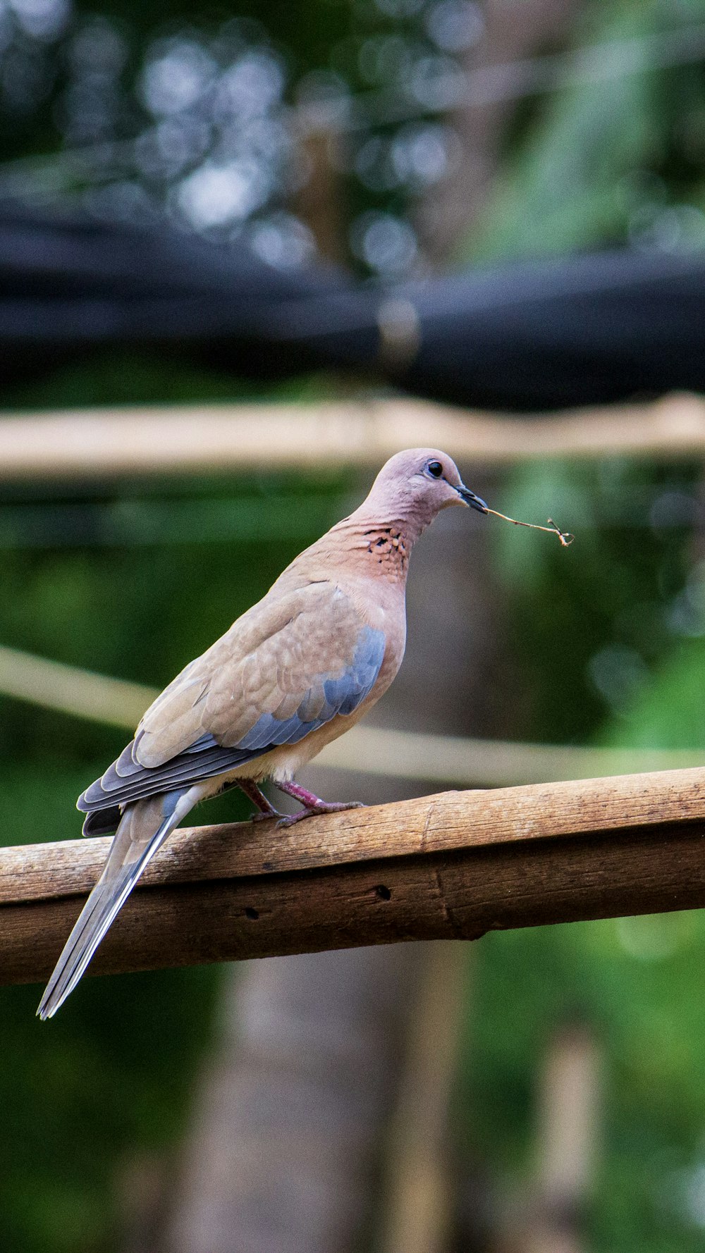 a small bird perched on a wooden rail