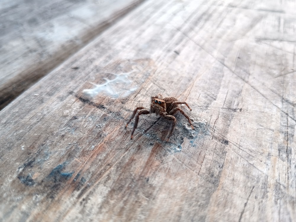 a brown spider sitting on top of a wooden table