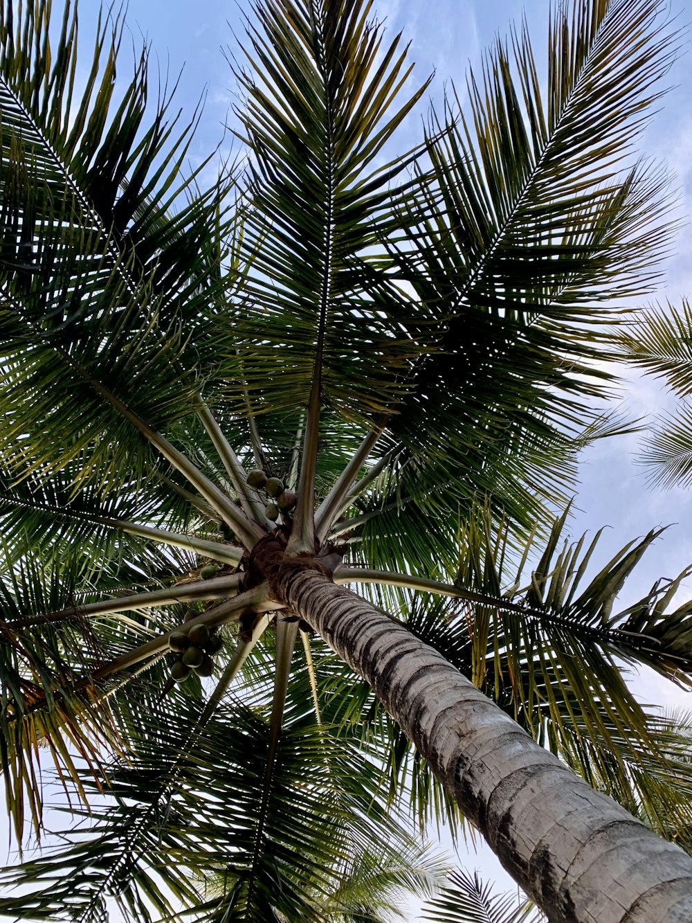 a palm tree with a blue sky in the background