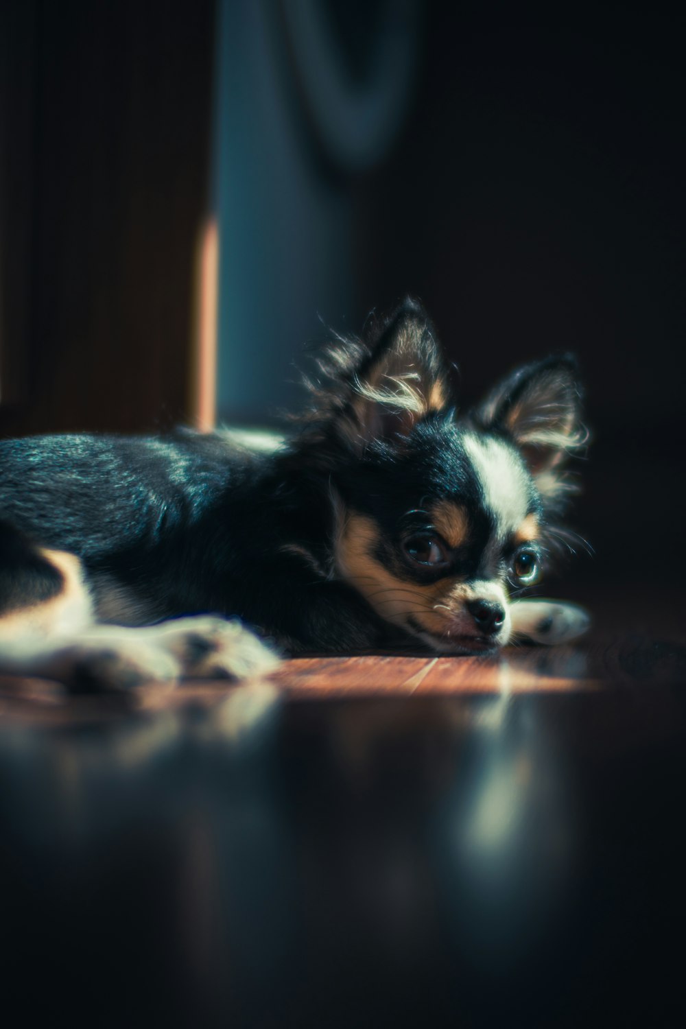 a small black and white dog laying on top of a wooden floor