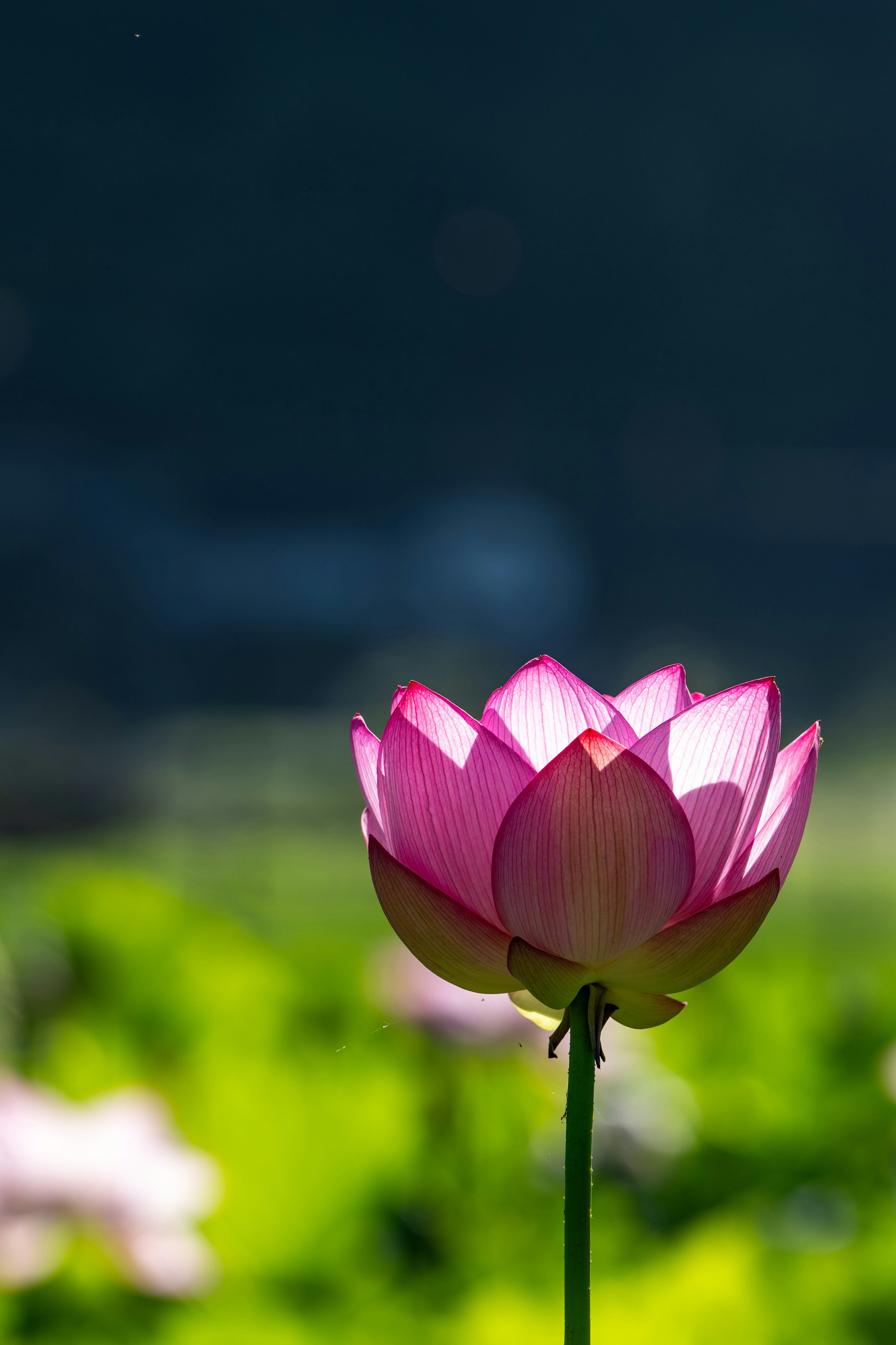 A large pink flower sitting on top of a lush green field photo – Free ...