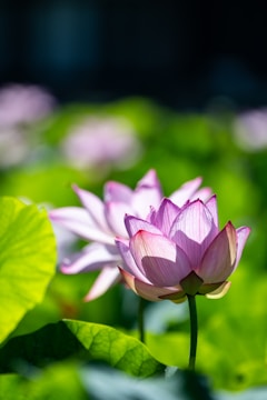 Close-up of a vibrant lotus tattoo on a forearm in natural light.