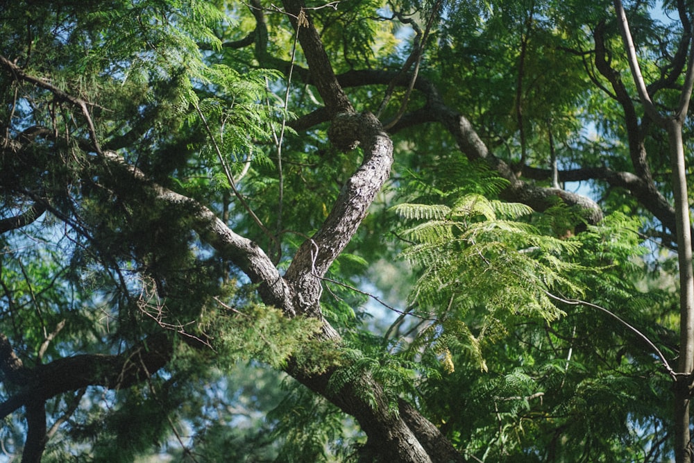 a bird perched on top of a tree branch