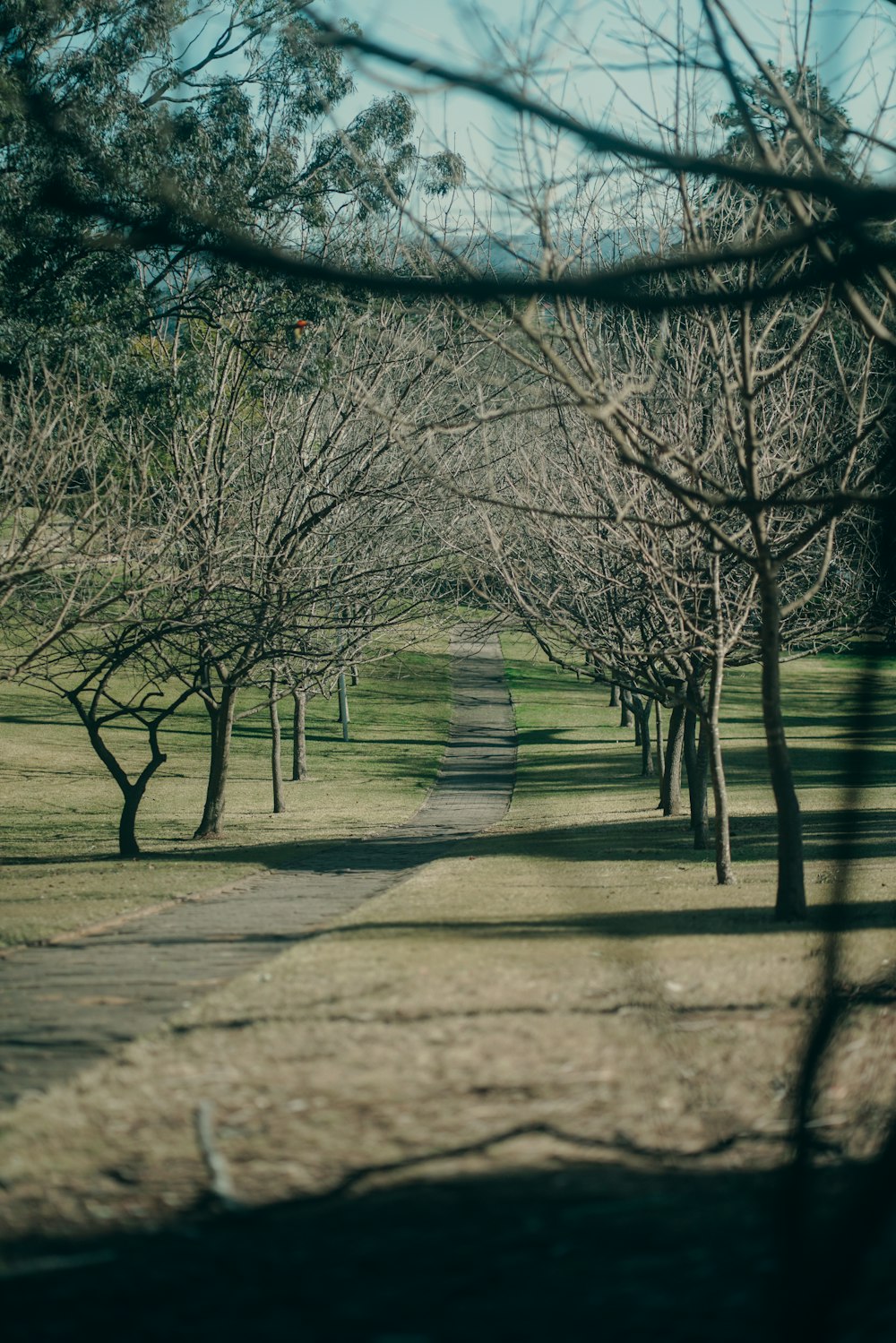 um caminho arborizado no meio de um parque