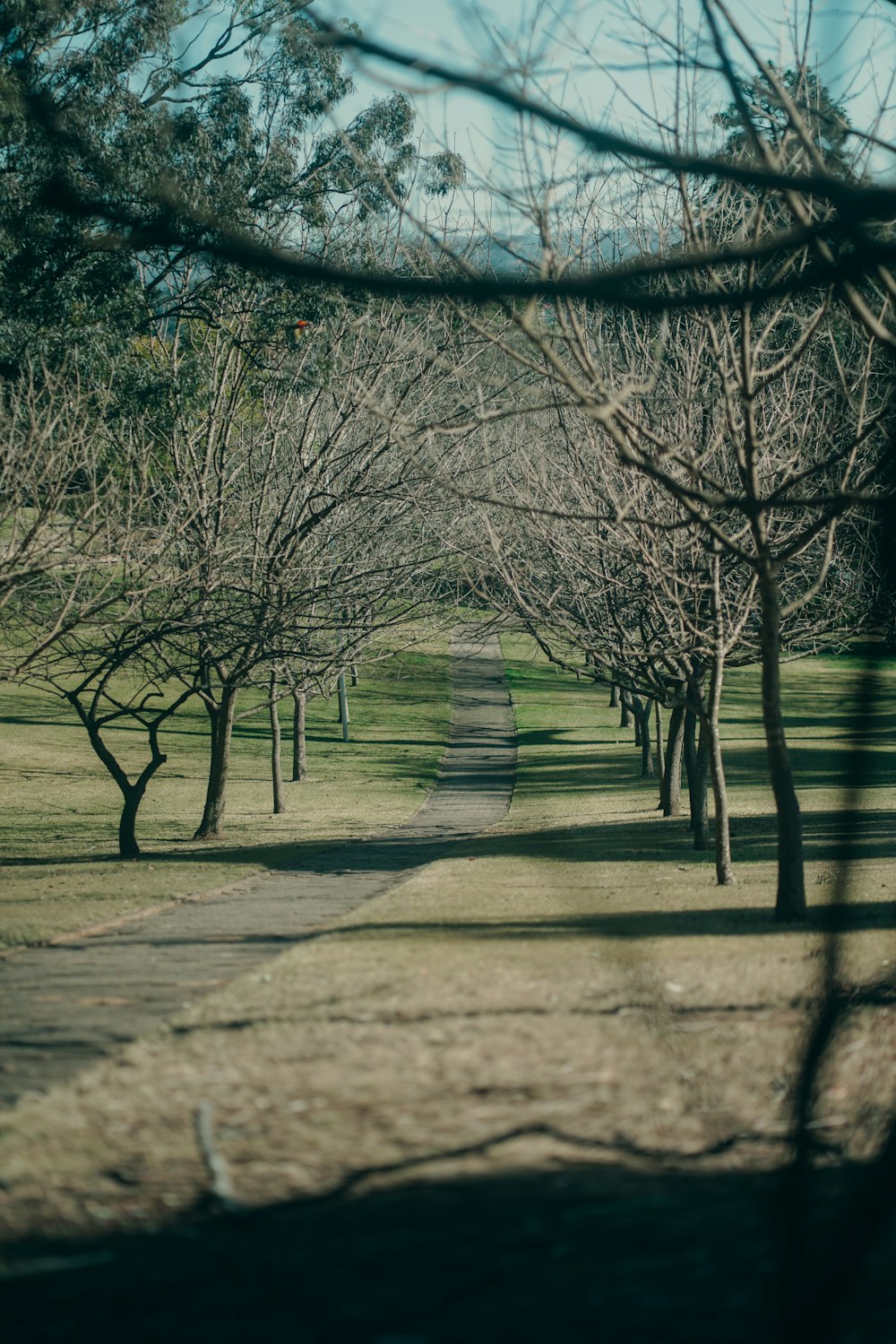 a tree lined path in the middle of a park