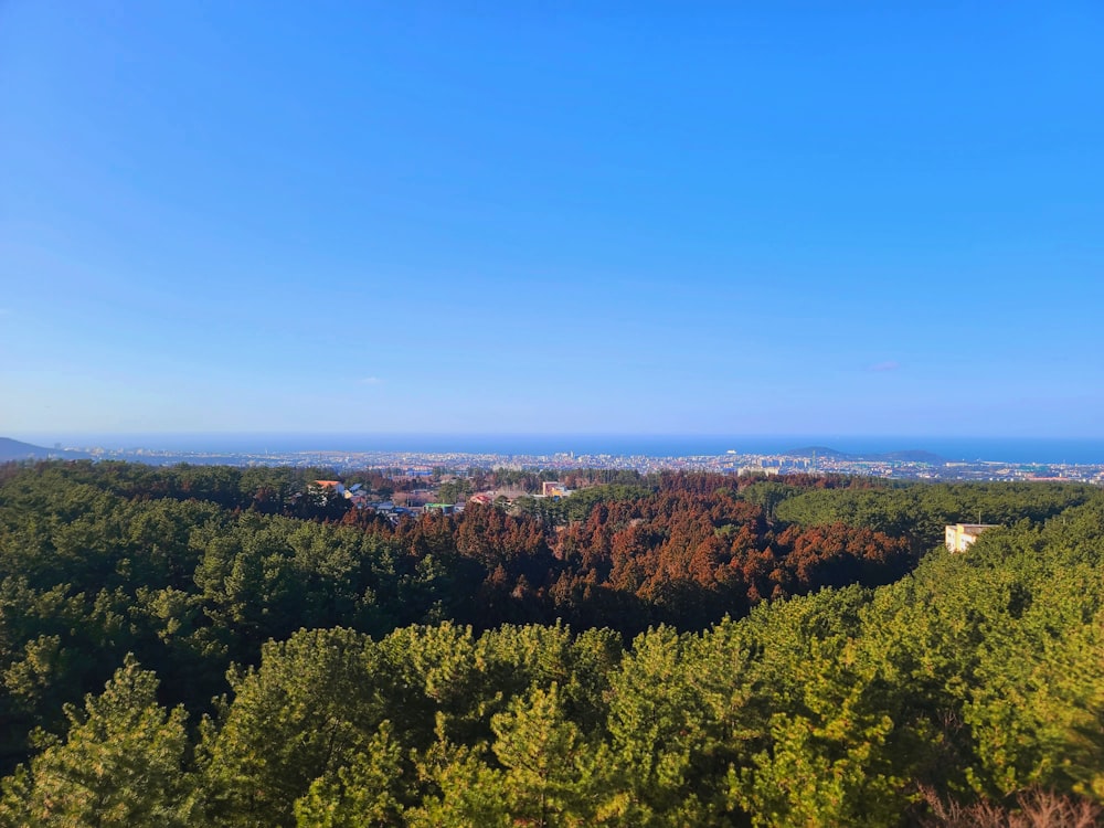 a scenic view of a forest with a blue sky